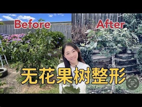 無花果樹 風水|無花果樹風水化解：擺放方法、功效和注意事項【無花果樹風水化。